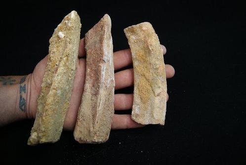 Costilles de Théropode possible Raptor, Spinosaurus ou, Verzamelen, Mineralen en Fossielen