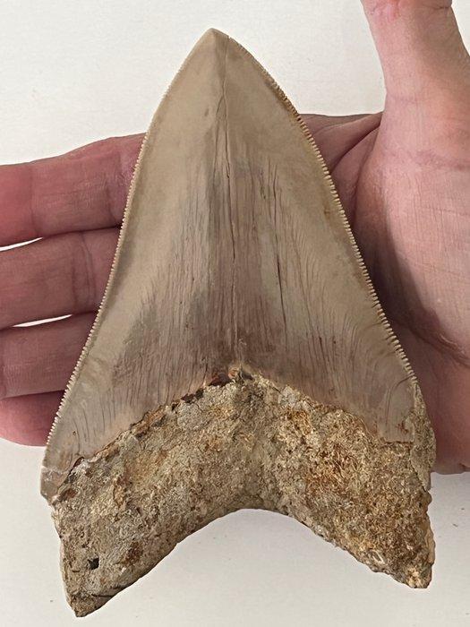 Megalodon - Fossiele tand - 13.7 cm, Verzamelen, Mineralen en Fossielen