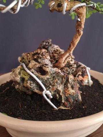 Carmona – Pas de prix de réserve - Hauteur (arbre) : 15 cm -