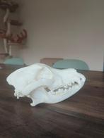 Chien domestique Crâne de mammifère - Pastor Belga Malinois, Nieuw