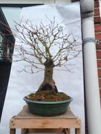 Japanese maple bonsai (Acer palmatum) - Hoogte (boom): 35 cm