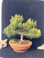 Den bonsai (Pinus) - Portugal, Antiek en Kunst, Kunst | Schilderijen | Klassiek