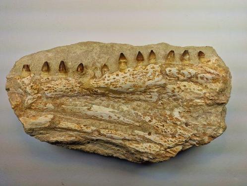 Globidens - Fossiele tand - 32 cm, Verzamelen, Mineralen en Fossielen