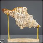 Natuurlijke Pleuroploca trapezium Verzamelingsschelp uit de, Verzamelen