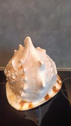 Escargot de mer Coquillage marin - M-813 Cassis Cornuta, Antiek en Kunst