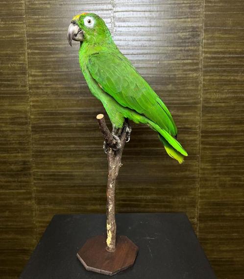 Amazone Papegaai Taxidermie Opgezette Dieren By Max, Verzamelen, Dierenverzamelingen, Opgezet dier, Nieuw, Vogel, Ophalen of Verzenden