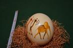 Struisvogel Ei - Struthio camelus australis - 18 cm - 12 cm, Antiek en Kunst