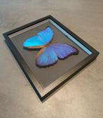 Vlinder Taxidermie wandmontage - Morpho didius - 18,5 cm -, Verzamelen, Nieuw