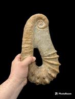 Ammoniet - Gefossiliseerd dier - Ammonite Heteromorfo - 30, Collections, Minéraux & Fossiles