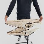 Zeereptiel - Fossiele schedel - Mosasaurio - 92 cm - 35 cm, Verzamelen, Mineralen en Fossielen