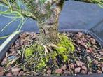 Den bonsai (Pinus) - Hoogte (boom): 37 cm - Diepte (boom):
