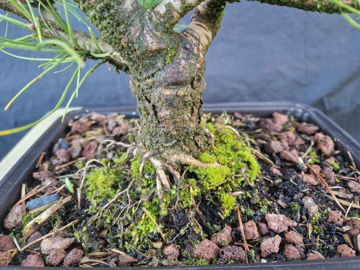 Den bonsai (Pinus) - Hoogte (boom): 37 cm - Diepte (boom):, Antiek en Kunst, Curiosa en Brocante