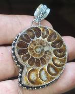 Geen minimumprijs Zeer mooie perfecte ammonieten halve