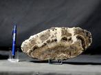 Zeldzame Franse stromatoliet - Op standaard - Gefossiliseerd, Verzamelen