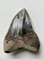 Dent de mégalodon 7,0 cm - Dent fossile - Carcharocles, Nieuw