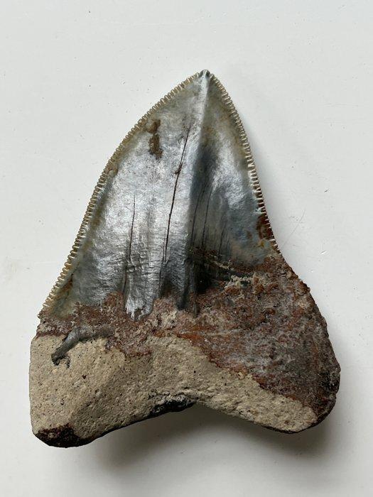 Dent de mégalodon 7,0 cm - Dent fossile - Carcharocles, Verzamelen, Dierenverzamelingen