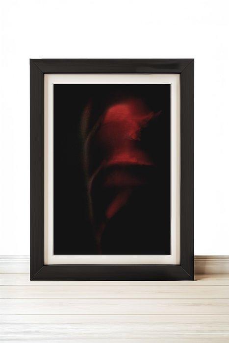 Mia Imaginae - Smooth Lily, Antiek en Kunst, Kunst | Schilderijen | Modern