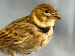 Calandra Taxidermie volledige montage - Melanocorypha, Nieuw
