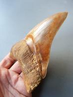 Megalodon - Fossiele tand - 152 mm, Verzamelen, Mineralen en Fossielen