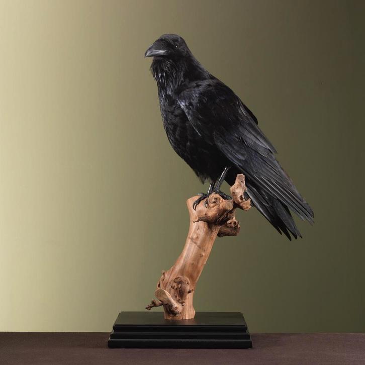 Raaf Taxidermie Opgezette Dieren By Max, Verzamelen, Dierenverzamelingen, Opgezet dier, Nieuw, Vogel, Ophalen of Verzenden