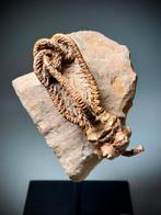 Crinoïde rare, ressemblant à un extraterrestre, « Le, Verzamelen