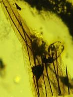 Barnsteen - feather in amber - 33 mm - 22 mm (Zonder, Verzamelen
