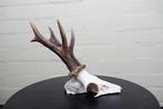 jachttroffee reebok Schedel - capreolus capreolus - 0 cm - 0, Verzamelen, Dierenverzamelingen, Nieuw