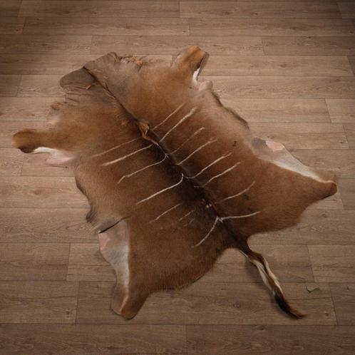 Koedoe Huid Taxidermie Opgezette Dieren By Max, Verzamelen, Dierenverzamelingen, Opgezet dier, Nieuw, Wild dier, Ophalen of Verzenden