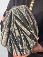 Orthoceras - Gefossiliseerd dier - 30 cm, Verzamelen