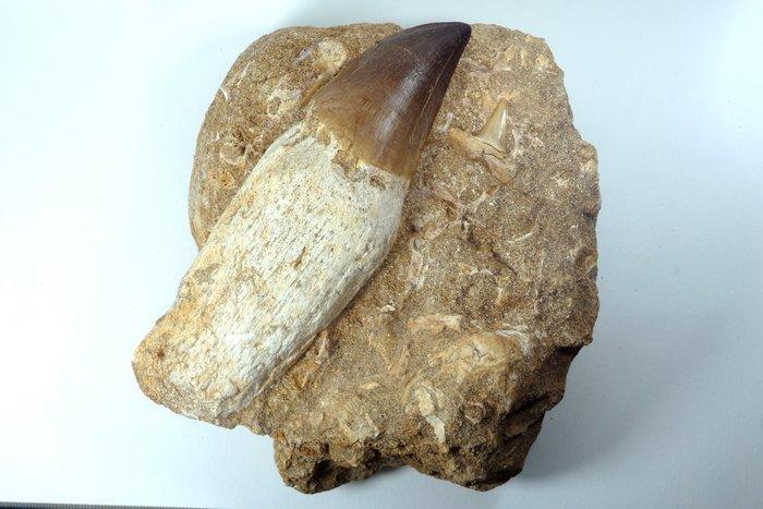 Dent de mosasaure + dents de requin et coprolithe - Dent, Collections, Minéraux & Fossiles