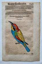 Conrad Gesner - Vogelbuch - 1598