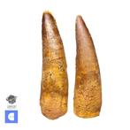 Set van 2 grote Spinosaurus-dinosaurustanden - Boven-Krijt