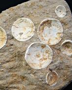 Skelet van Otodus Obliquus - Fossiel skelet - Otodus