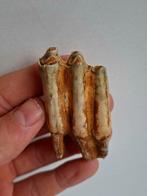 Steppe-wisent - Molaire fossile - Bison priscus MOLAR - 6.5
