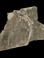 Gefossiliseerd dier - salamander and ginkgo biloba leaves -