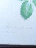 Rosa centifolia erenata - P.J Redoute - 1900, Antiek en Kunst