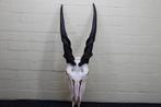 Antilope africaine Crâne - Common Eland - Taurotragus oryx -, Verzamelen, Nieuw