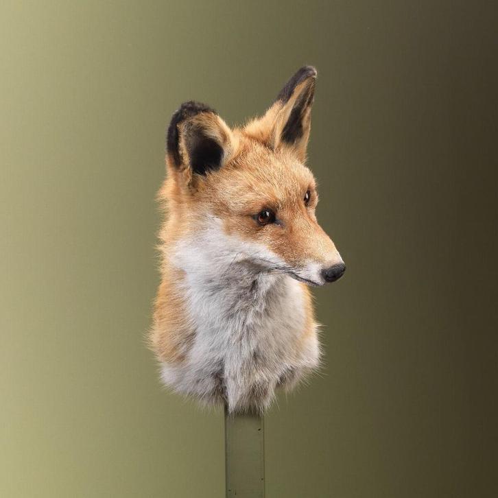 Vos Taxidermie Opgezette Dieren By Max, Verzamelen, Dierenverzamelingen, Opgezet dier, Nieuw, Wild dier, Ophalen of Verzenden