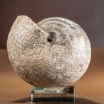 Ammonite Rare - Coquillage fossilisé - Brouwerites