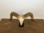 tibetaanse ram Schedel - Capra aegagrus hircus - 40 cm - 80