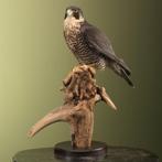 Slechtvalk Taxidermie Opgezette Dieren By Max, Verzamelen, Ophalen of Verzenden, Nieuw, Vogel, Opgezet dier