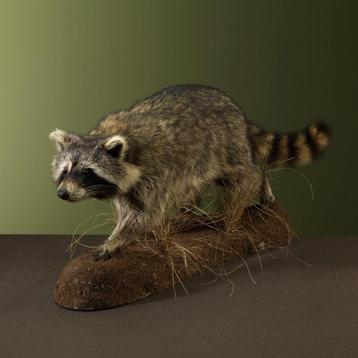 Wasbeer Taxidermie Opgezette Dieren By Max, Ophalen of Verzenden, Opgezet dier