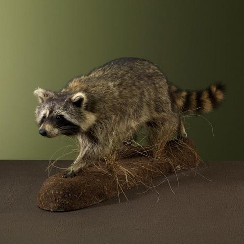 Wasbeer Taxidermie Opgezette Dieren By Max, Verzamelen, Dierenverzamelingen, Opgezet dier, Nieuw, Wild dier, Ophalen of Verzenden