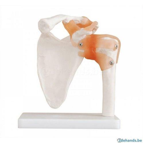 Anatomisch model, schouder ST-ATM 020, Diversen, Braces, Ophalen of Verzenden