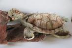 Steiff:  Slo de schildpad, - Pluche dier - 1950-1960 -