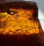 Natuurlijk Baltisch Amber Met Insect - Barnsteen  (Zonder