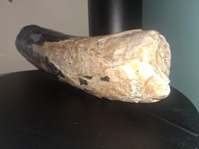 Wolharige mammoet - Gefossiliseerde slagtand - 41 cm - 12 cm, Verzamelen, Mineralen en Fossielen