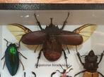 Coléoptères, lucanes cerfs-volants, longicornes, scarabées, Nieuw