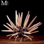 Riccio di Mare Imperiale - Phyllacanthus Taxidermie