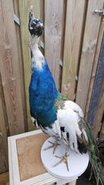 Bonte pauw Taxidermie volledige montage - Pavo cristatus) -, Nieuw